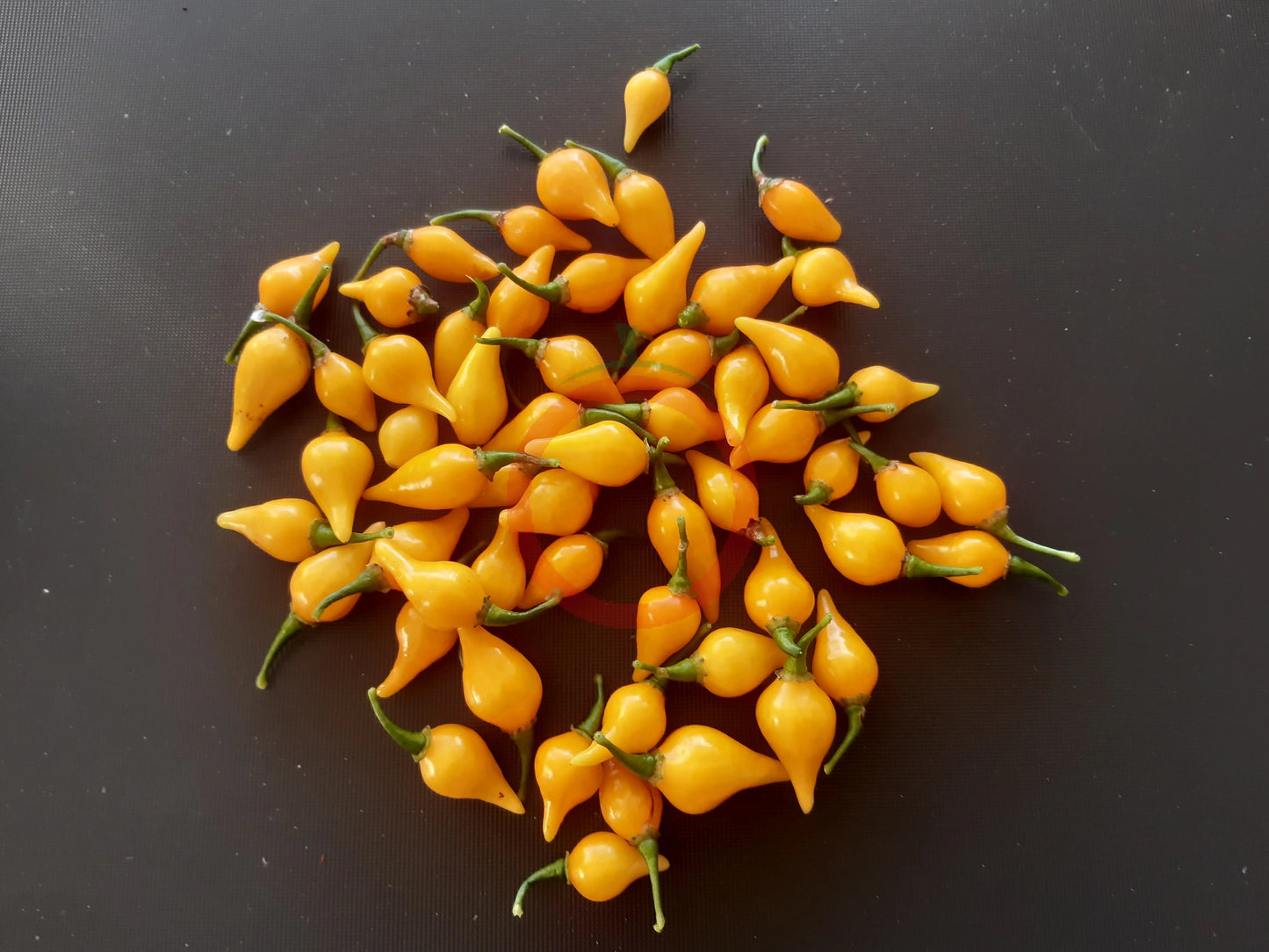 Biquinho Amarelo DER TOMATENFLÜSTERER