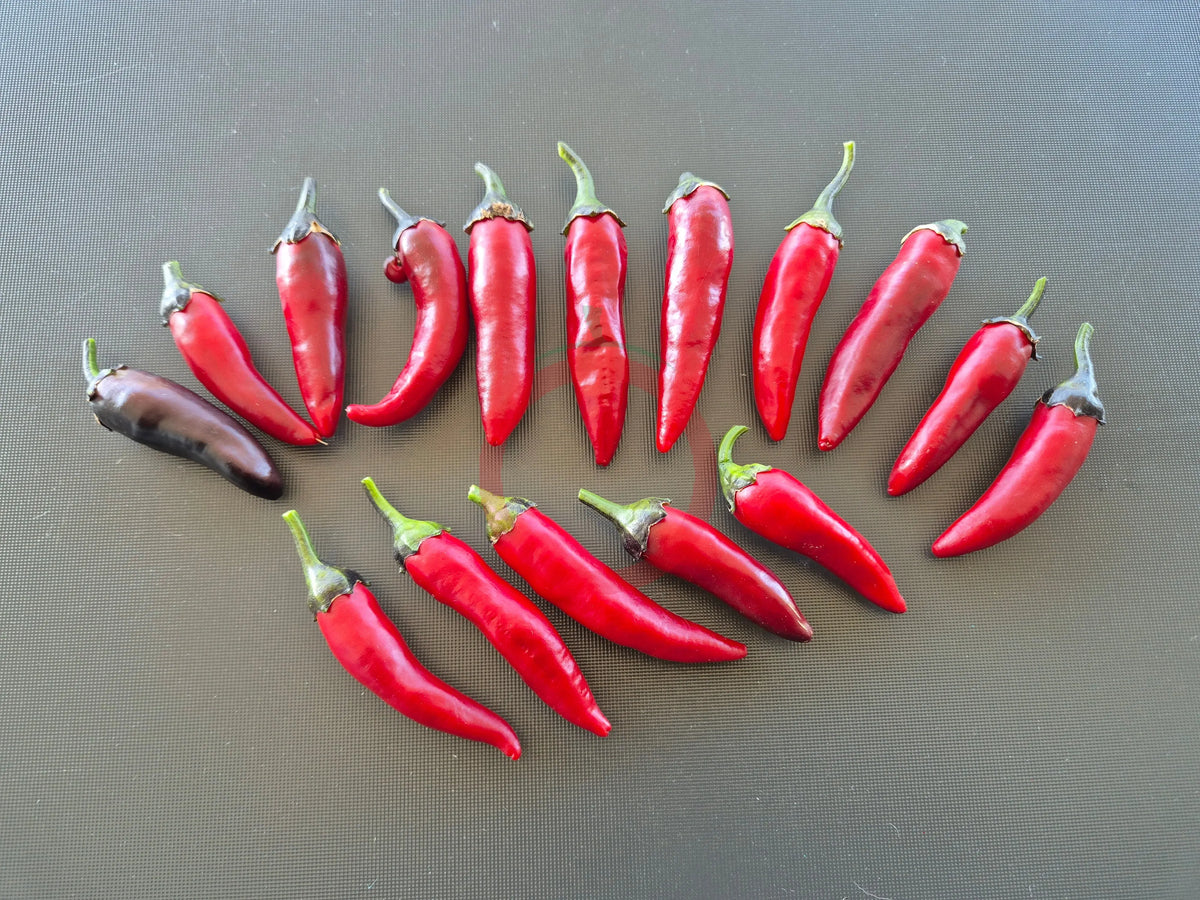 Buena Mulata DER TOMATENFLÜSTERER