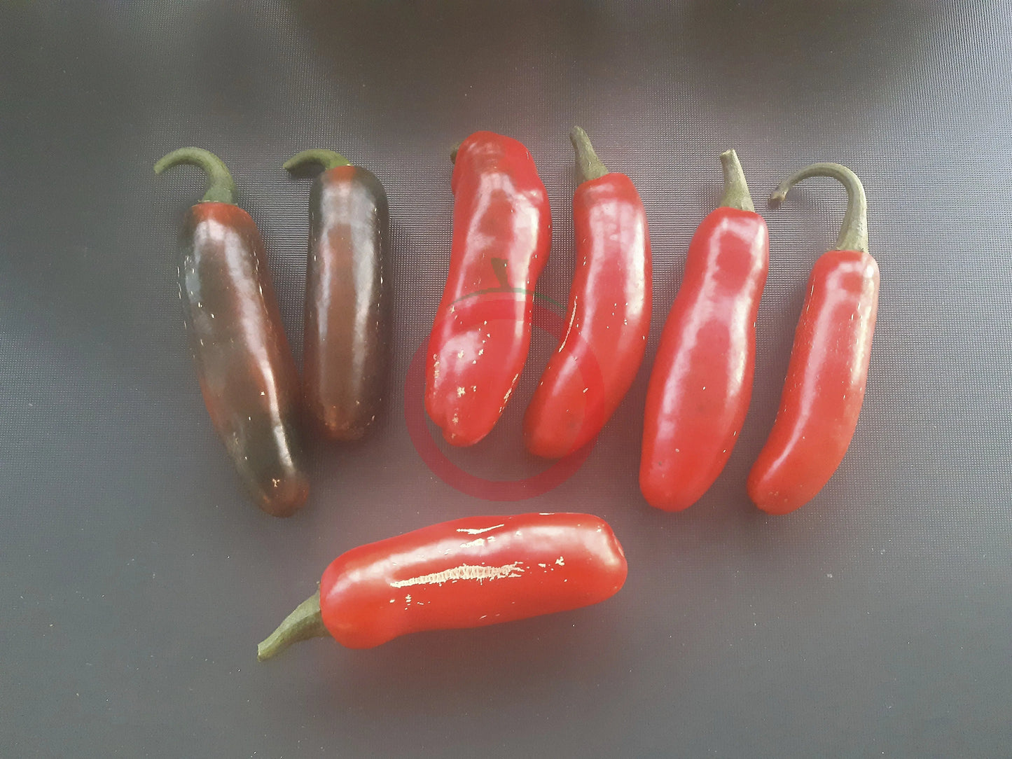 CaJohns Serrano DER TOMATENFLÜSTERER