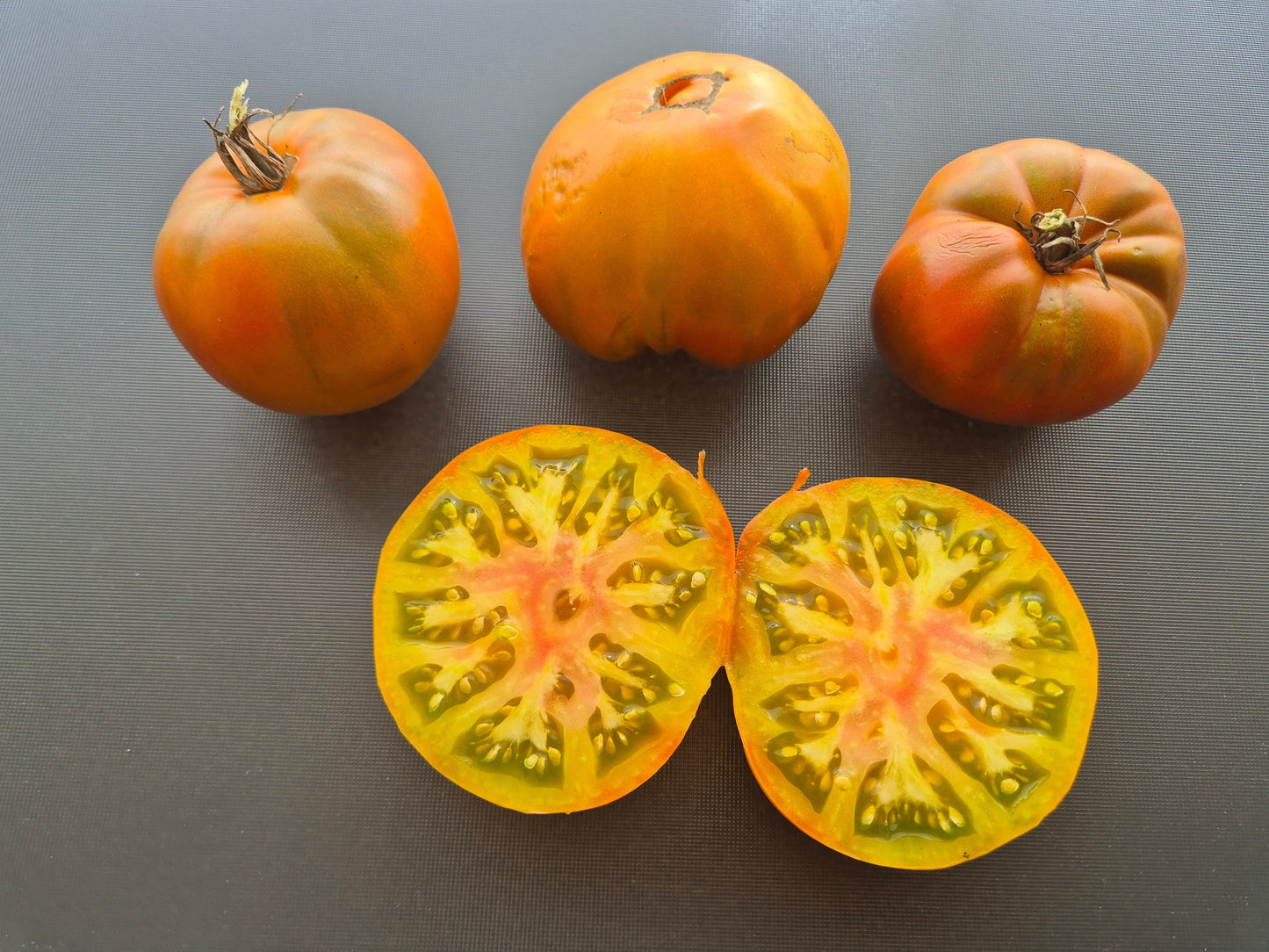 Cherokee Lime Stripes F3 ´Bronze´ (Kopie) DER TOMATENFLÜSTERER