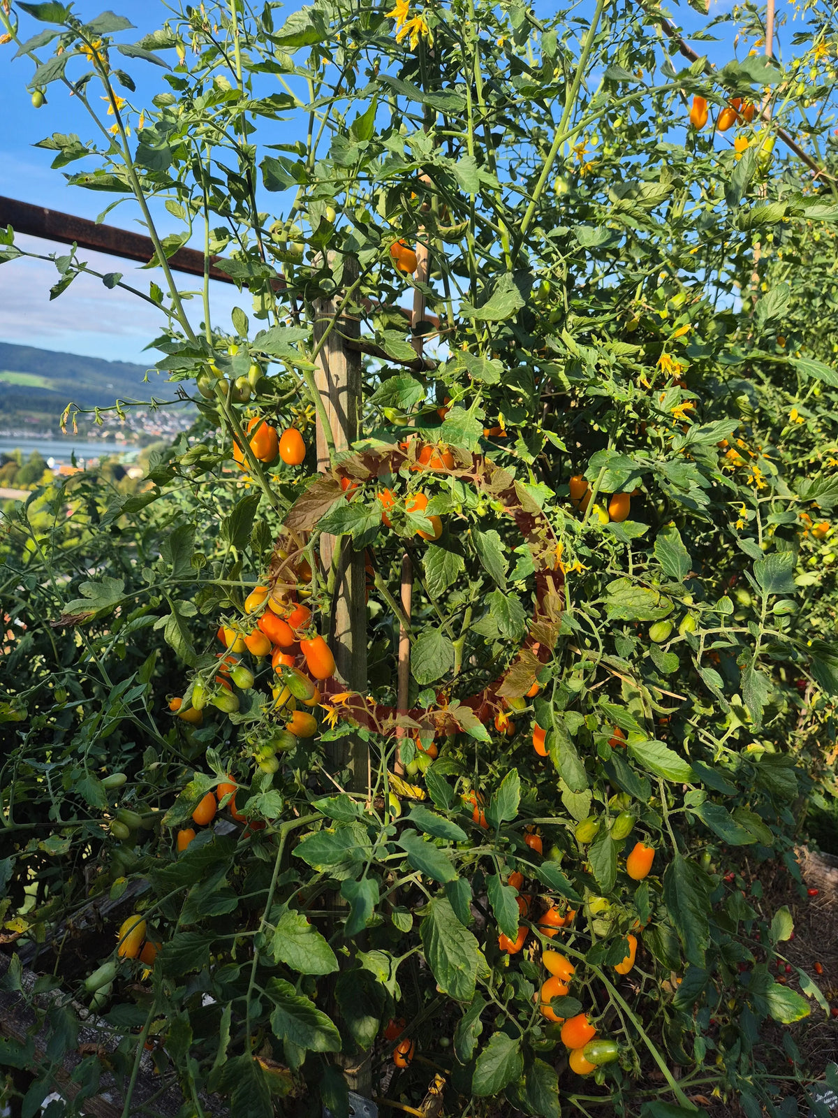 Datterino Arancione DER TOMATENFLÜSTERER