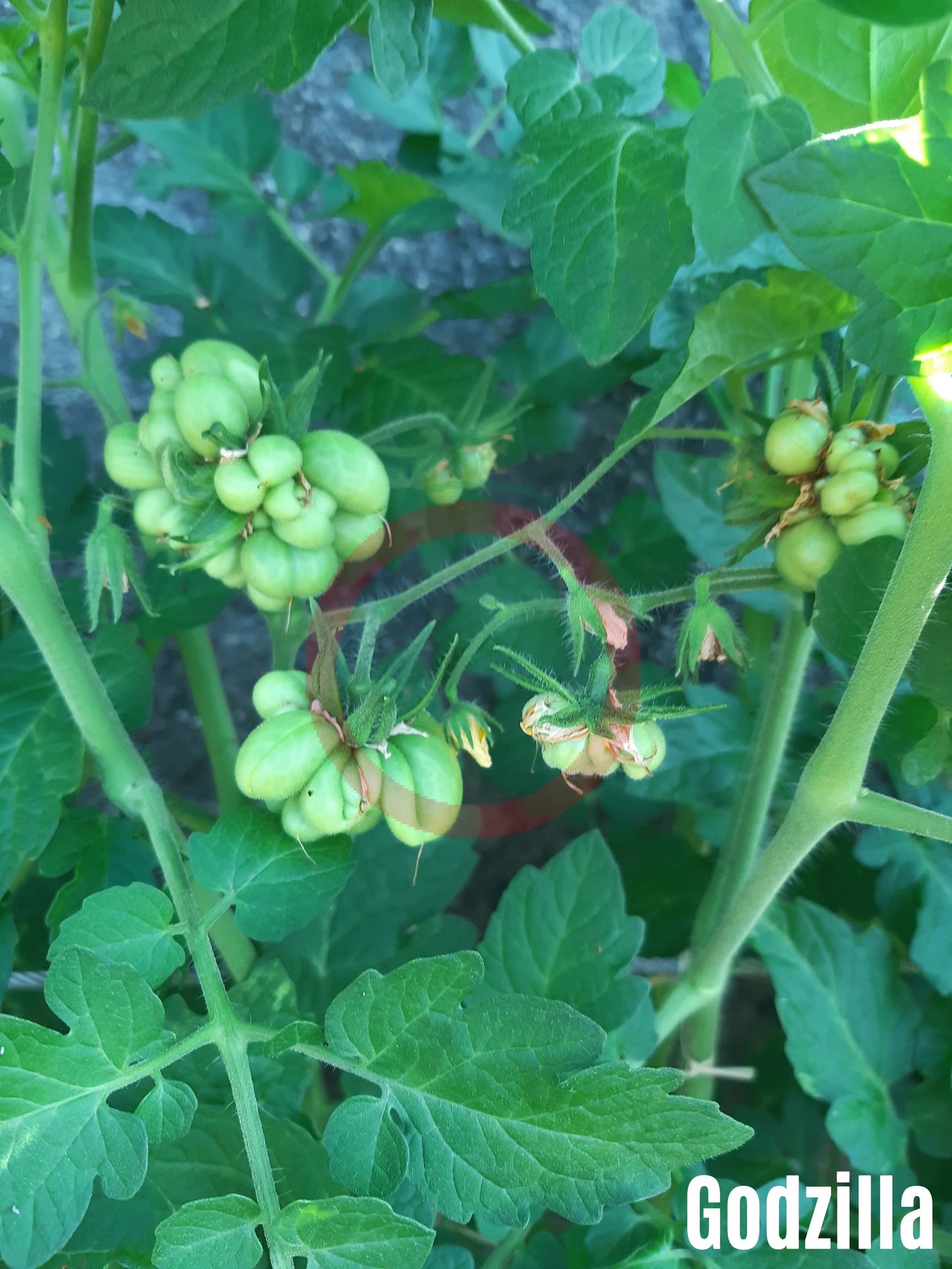 Godzilla DER TOMATENFLÜSTERER
