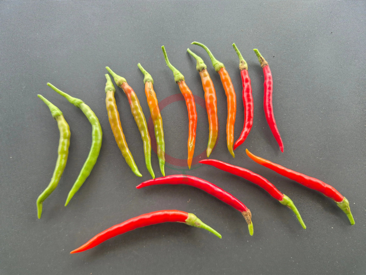 Kung Pao DER TOMATENFLÜSTERER