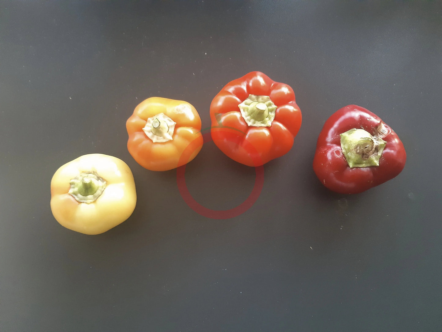 Mustafa DER TOMATENFLÜSTERER