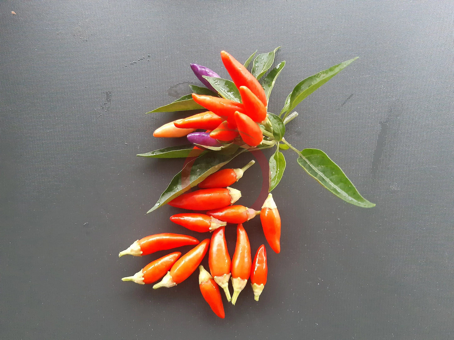Numex Easter DER TOMATENFLÜSTERER