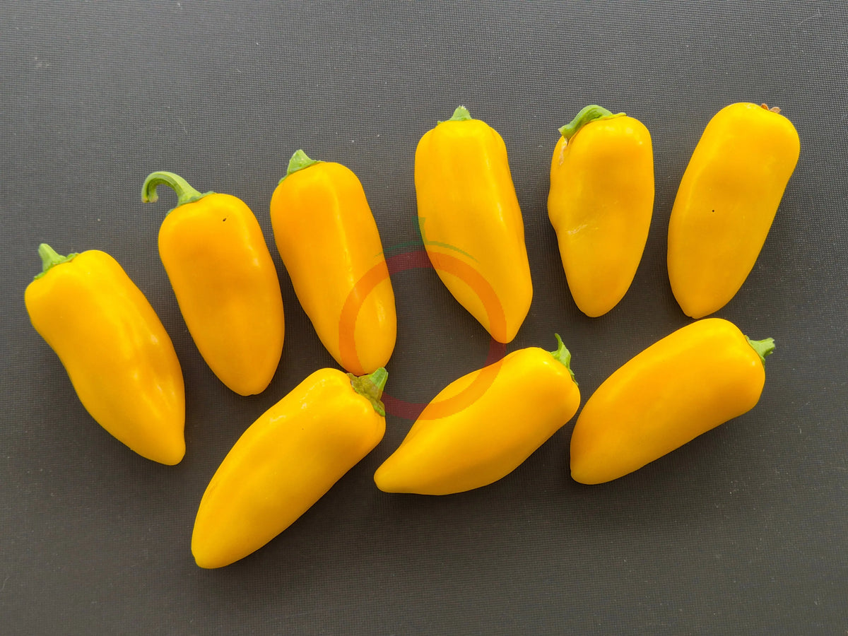 Numex Lemon Spicy Giant DER TOMATENFLÜSTERER