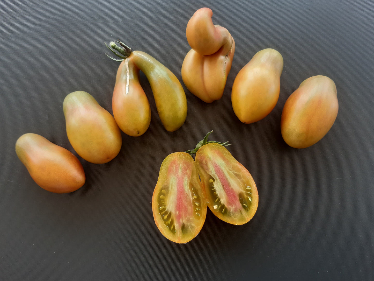 Phils tricolore DER TOMATENFLÜSTERER