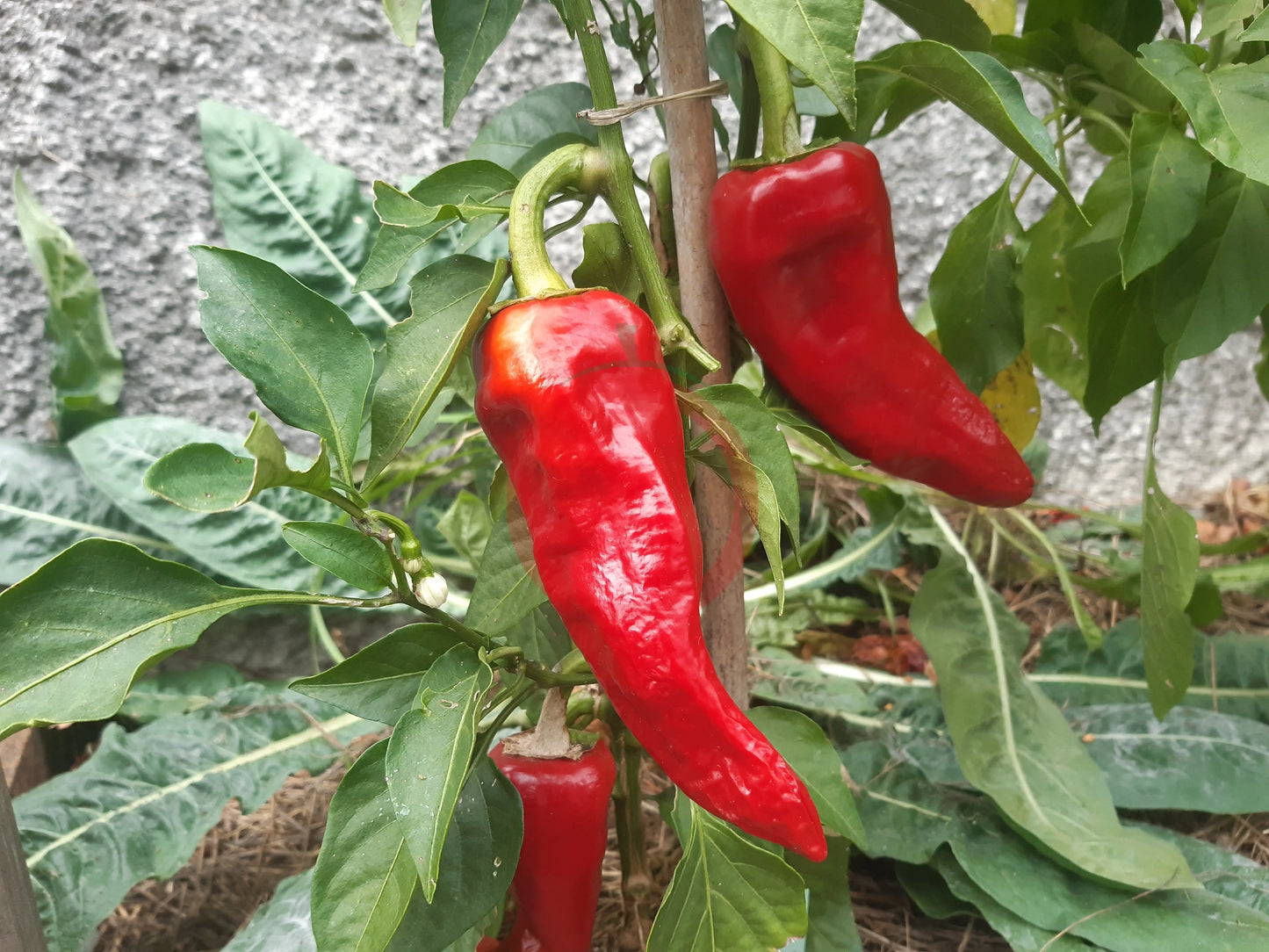 Piment de Bresse DER TOMATENFLÜSTERER