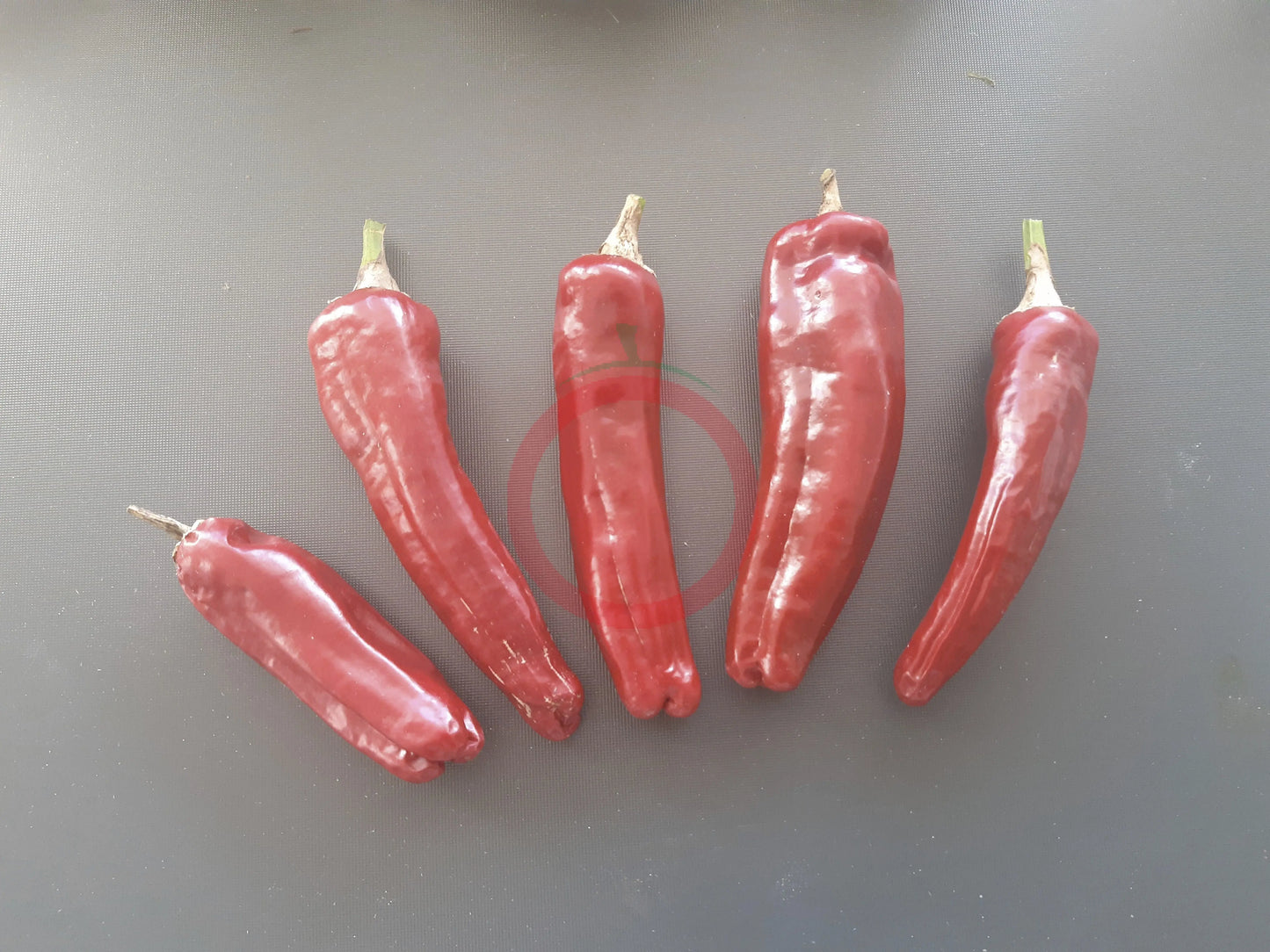 Szegediner DER TOMATENFLÜSTERER