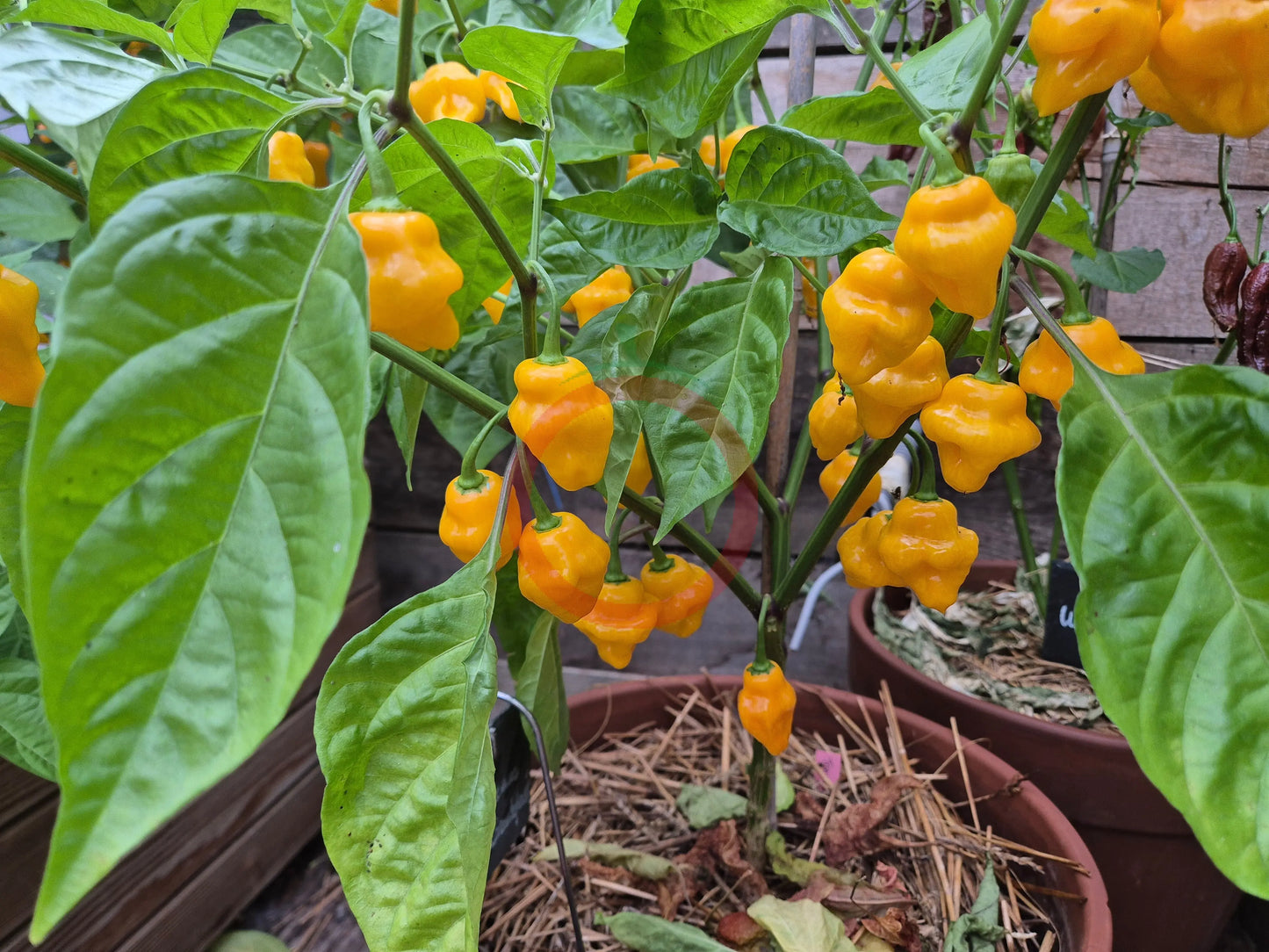 Trinidad Perfume DER TOMATENFLÜSTERER