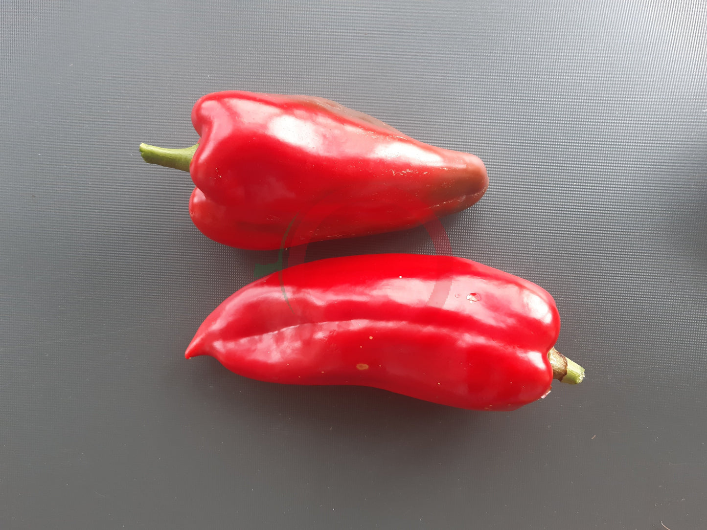 Ljubo's Palm DER TOMATENFLÜSTERER