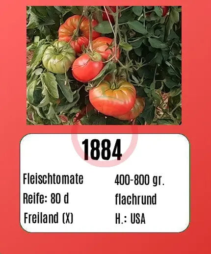1884 DER TOMATENFLÜSTERER