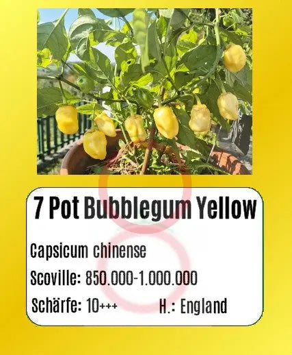 7 Pot Bubblegum Yellow DER TOMATENFLÜSTERER