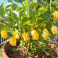 7 Pot Bubblegum Yellow DER TOMATENFLÜSTERER