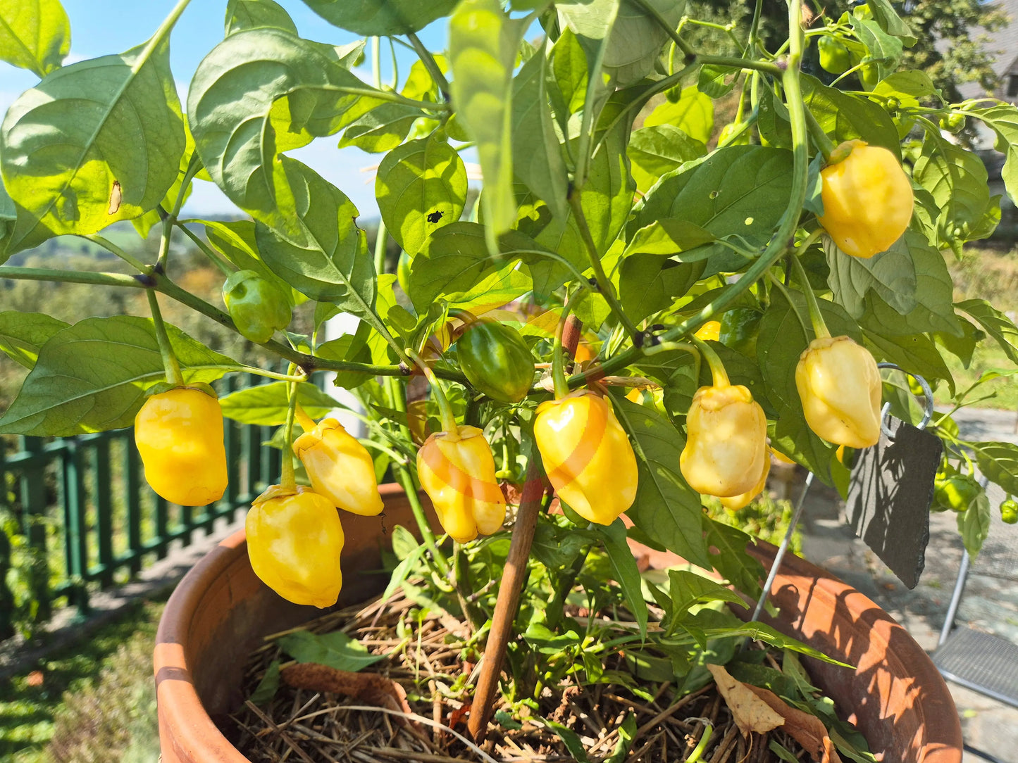 7 Pot Bubblegum Yellow DER TOMATENFLÜSTERER