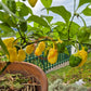 7 Pot Bubblegum Yellow DER TOMATENFLÜSTERER