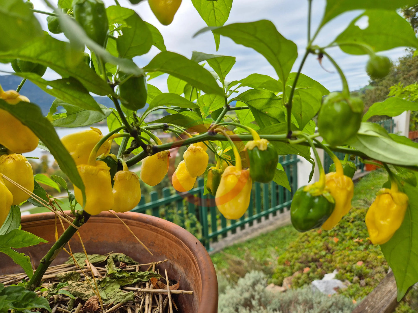 7 Pot Bubblegum Yellow DER TOMATENFLÜSTERER