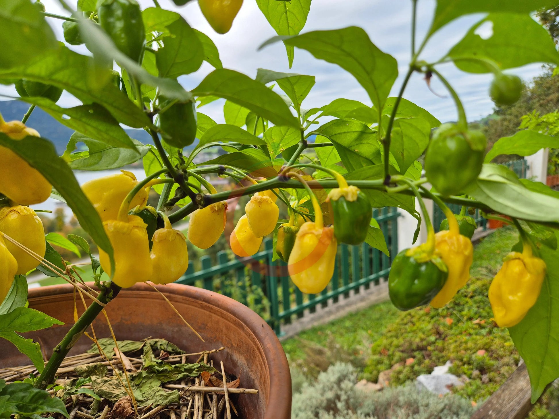 7 Pot Bubblegum Yellow DER TOMATENFLÜSTERER