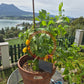 7 Pot Bubblegum Yellow DER TOMATENFLÜSTERER
