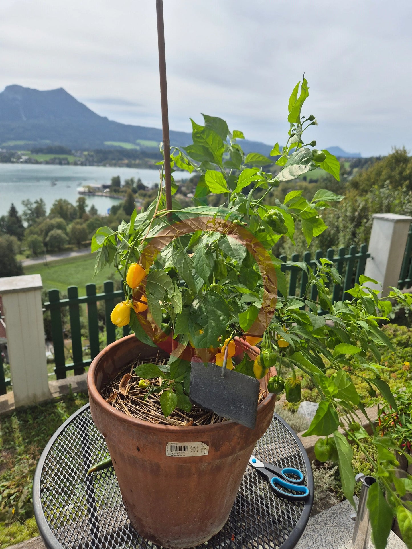 7 Pot Bubblegum Yellow DER TOMATENFLÜSTERER
