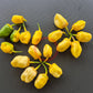 7 Pot Bubblegum Yellow DER TOMATENFLÜSTERER