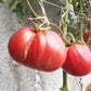 A Barca di Natale DER TOMATENFLÜSTERER