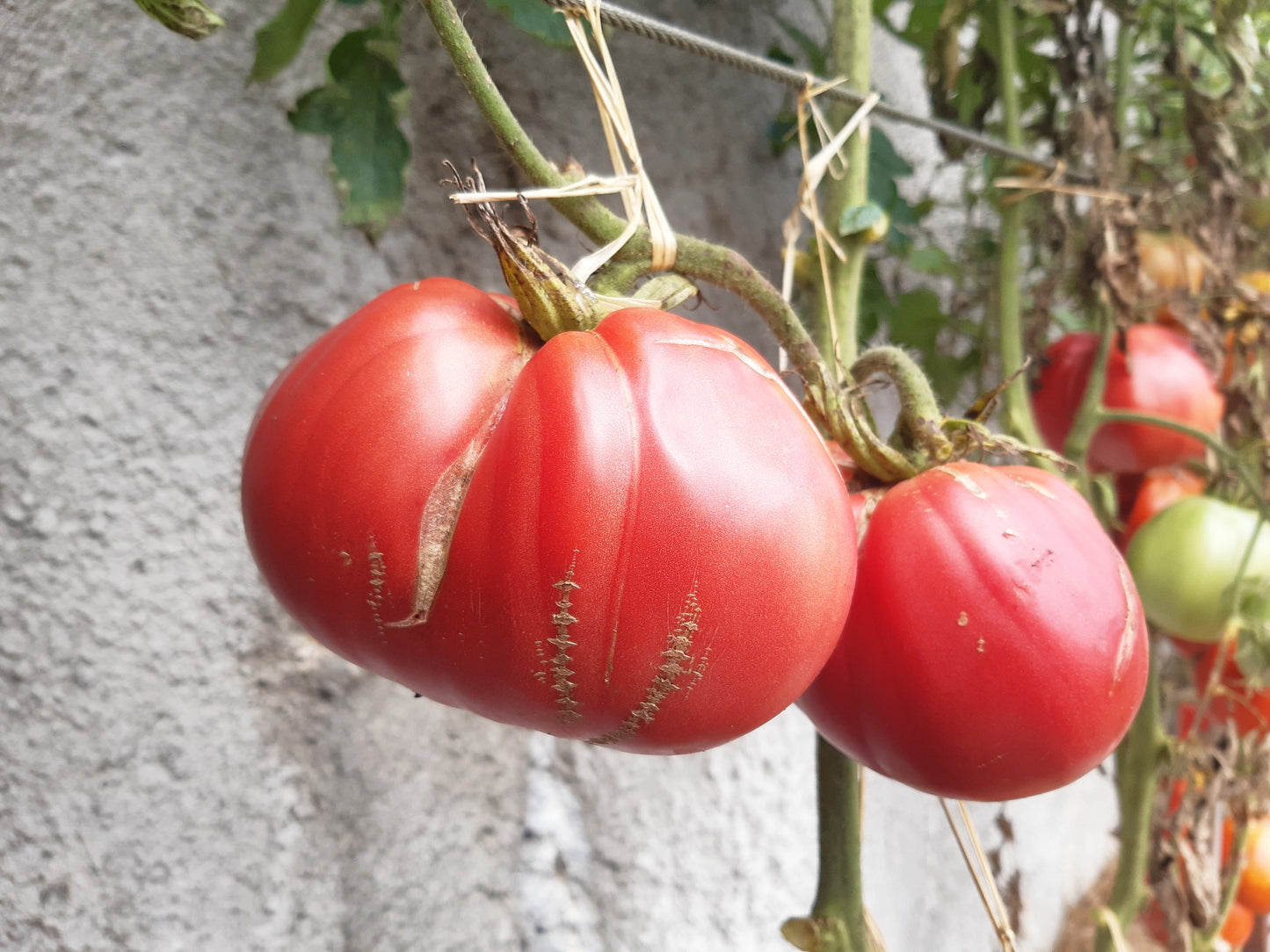 A Barca di Natale DER TOMATENFLÜSTERER