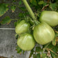 A Barca di Natale DER TOMATENFLÜSTERER