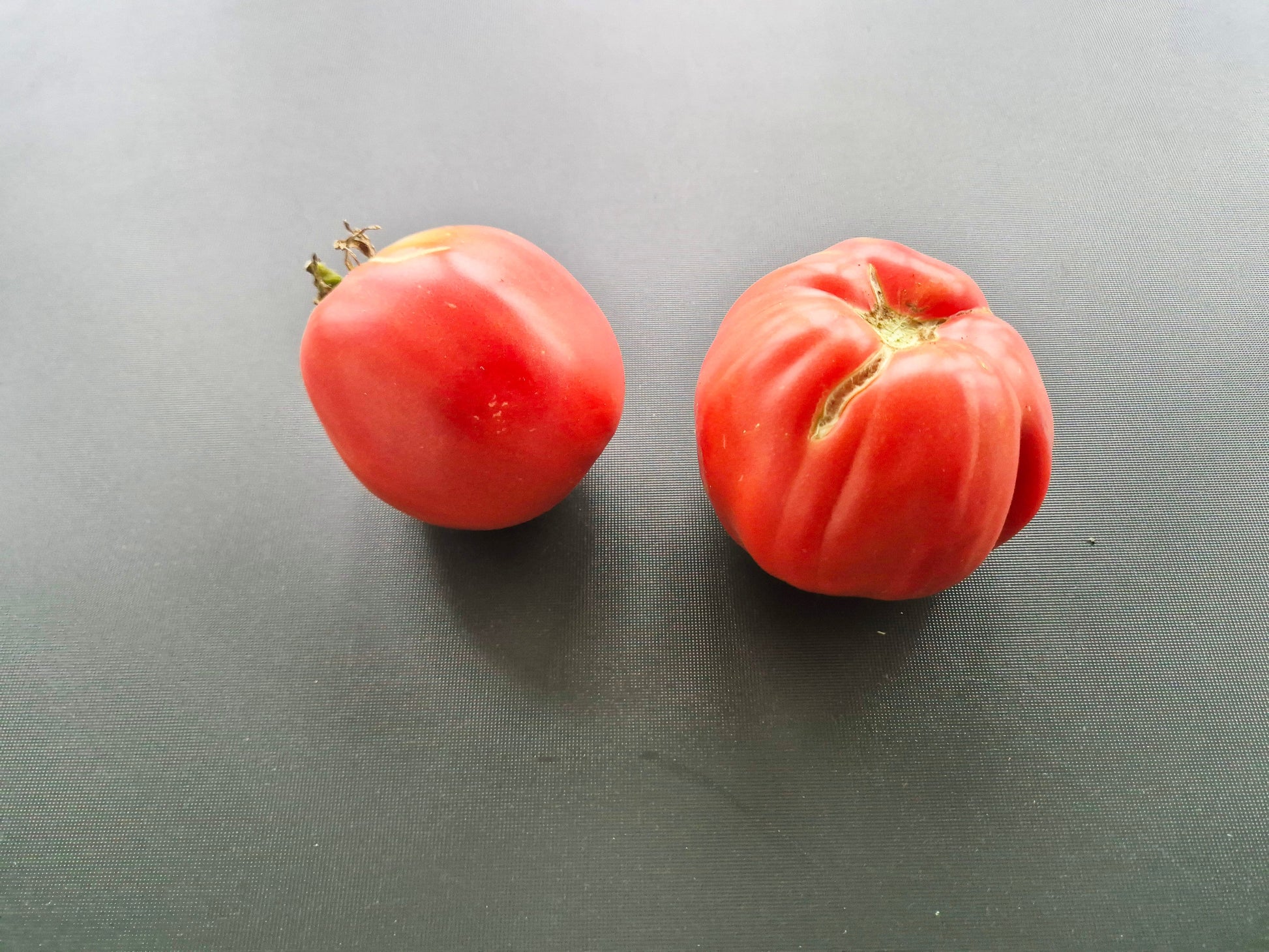 A Barca di Natale DER TOMATENFLÜSTERER