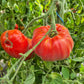 Abrikos DER TOMATENFLÜSTERER
