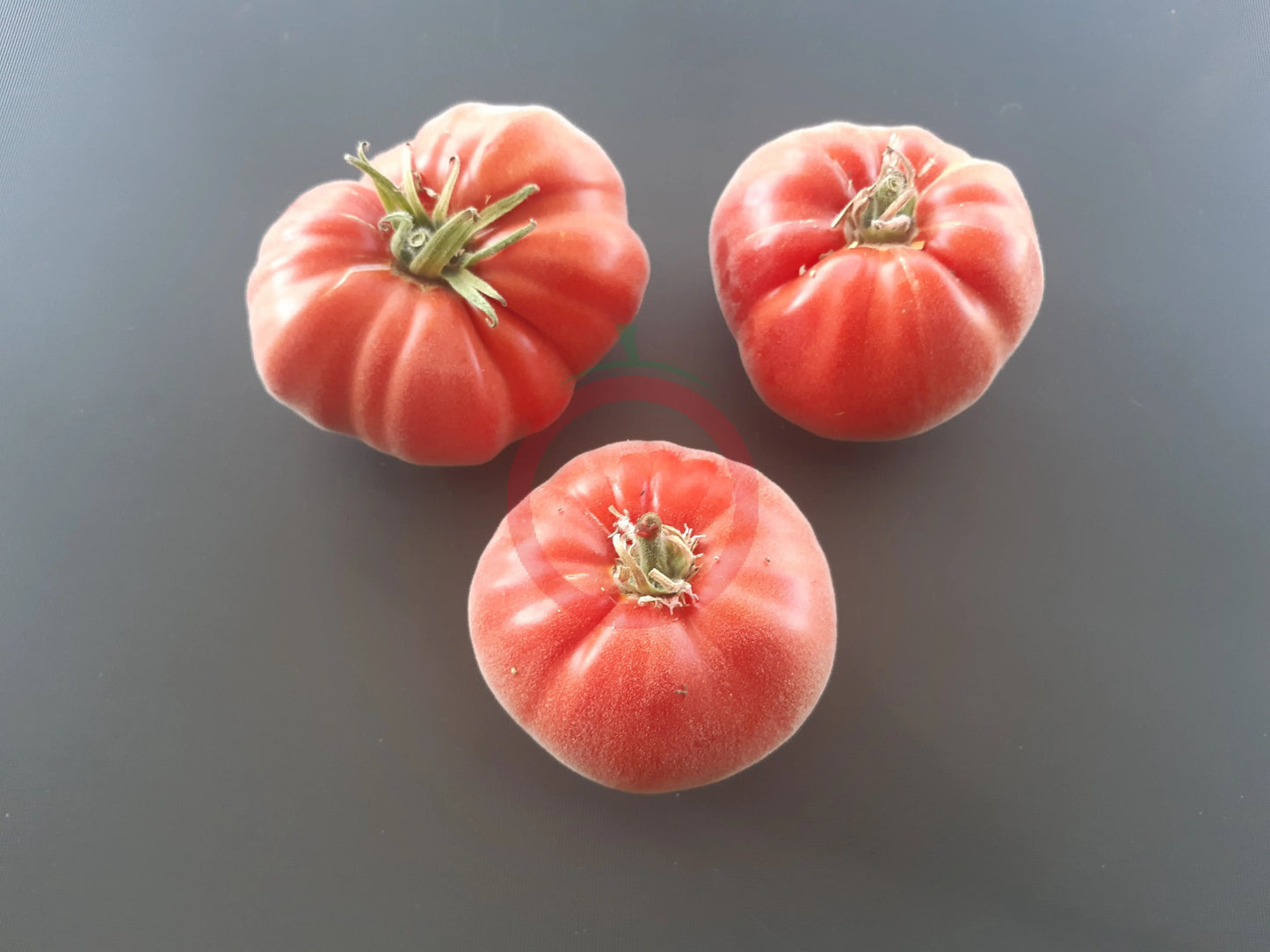 Abrikos DER TOMATENFLÜSTERER