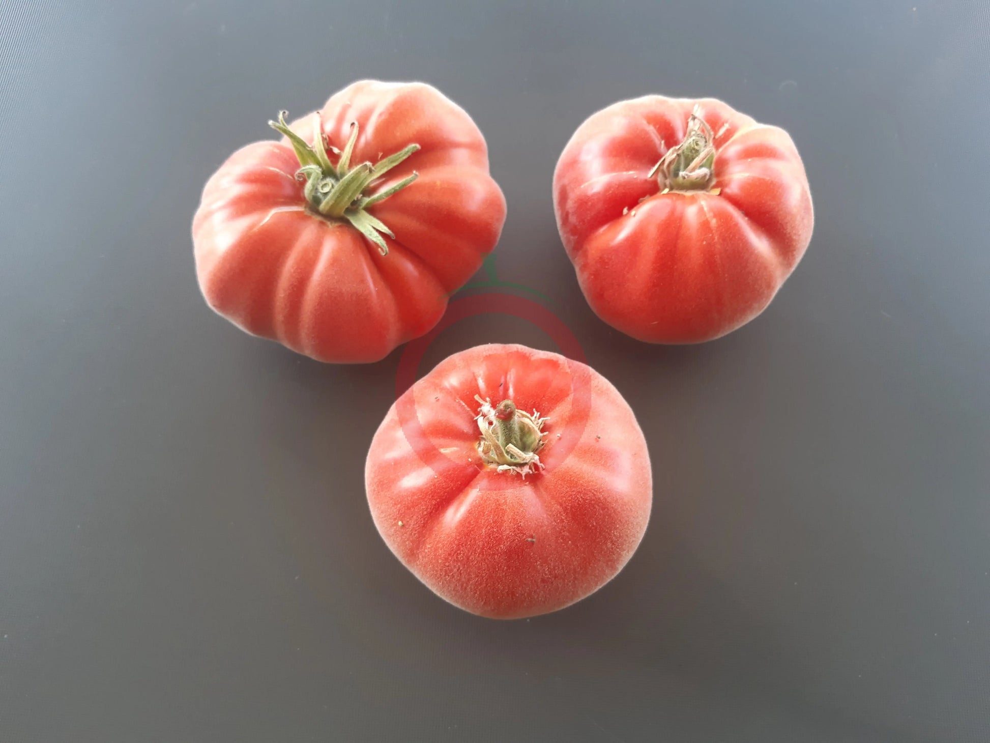 Abrikos DER TOMATENFLÜSTERER