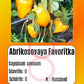 Abrikosovaya Favoritka DER TOMATENFLÜSTERER