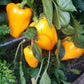 Abrikosovaya Favoritka DER TOMATENFLÜSTERER