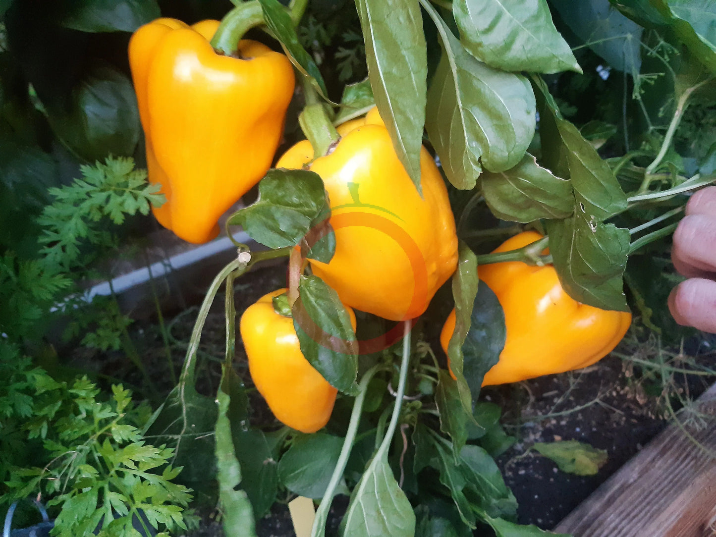 Abrikosovaya Favoritka DER TOMATENFLÜSTERER