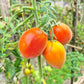 Abrikosovyy Lapot DER TOMATENFLÜSTERER