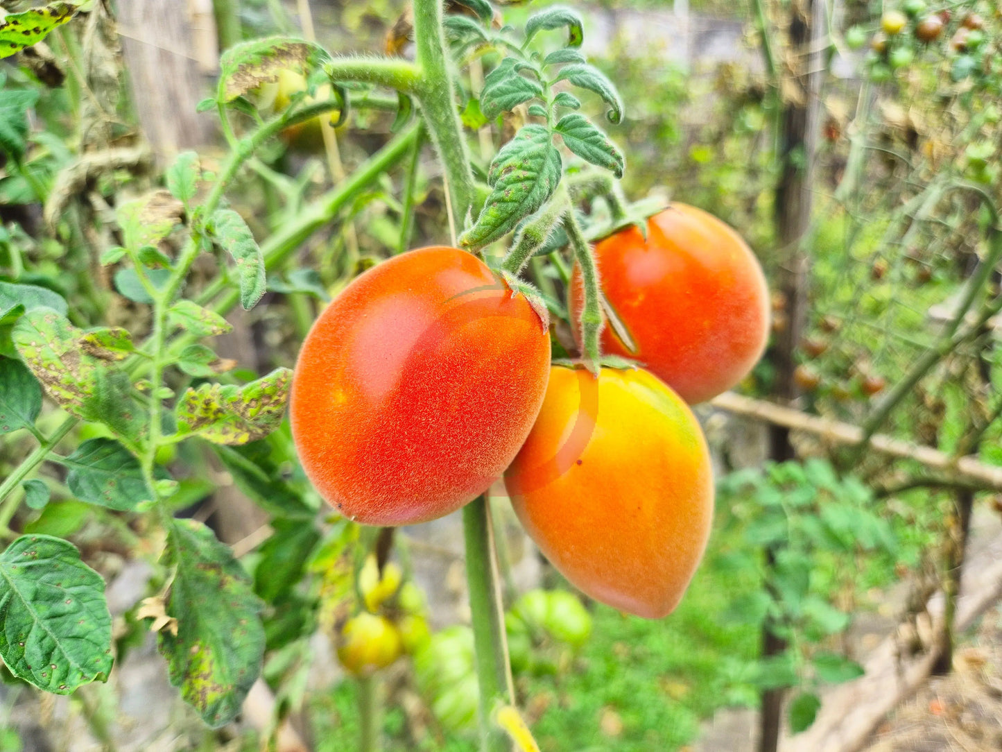 Abrikosovyy Lapot DER TOMATENFLÜSTERER
