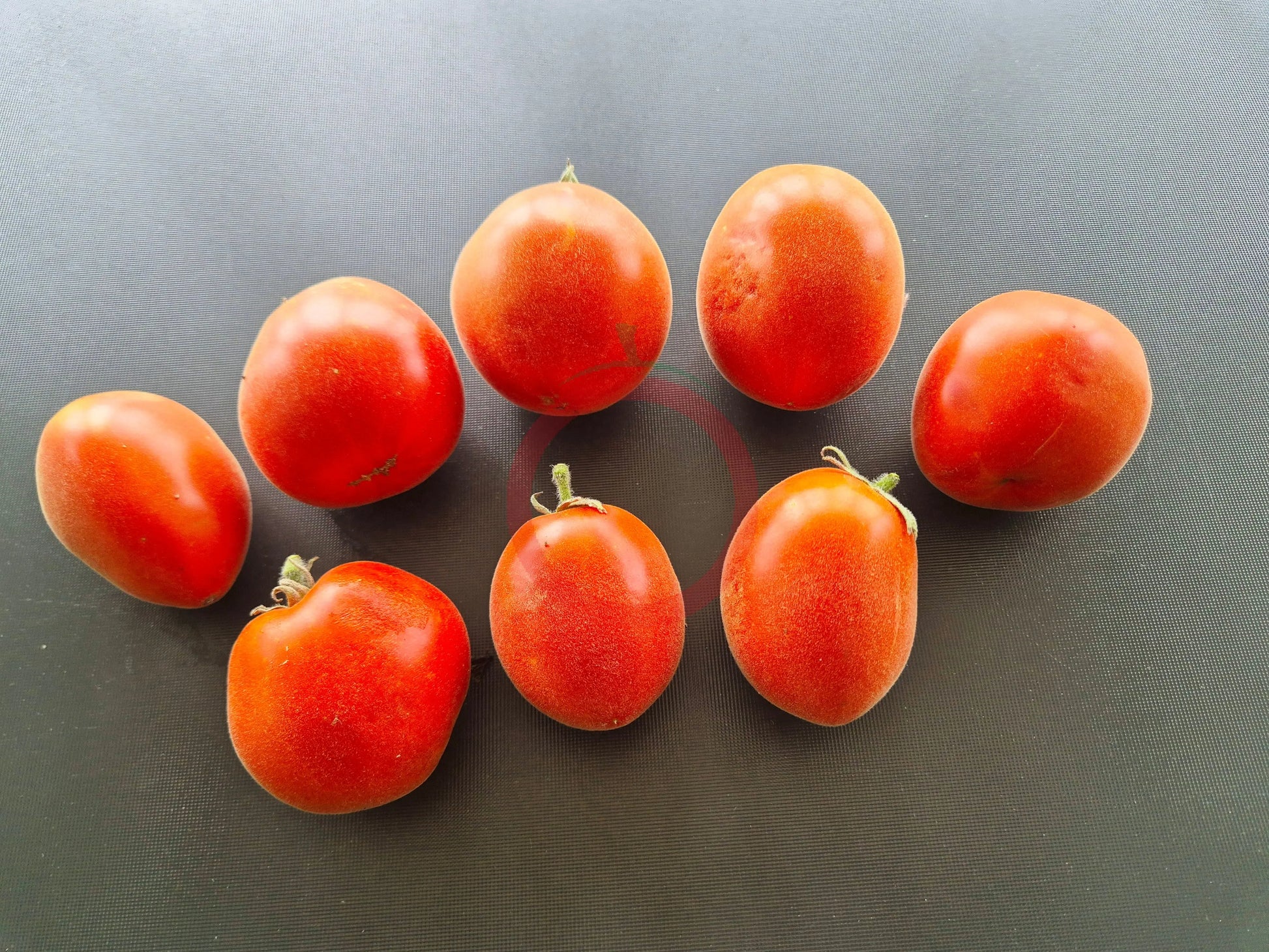 Abrikosovyy Lapot DER TOMATENFLÜSTERER