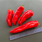 Aconcagua DER TOMATENFLÜSTERER