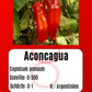 Aconcagua DER TOMATENFLÜSTERER