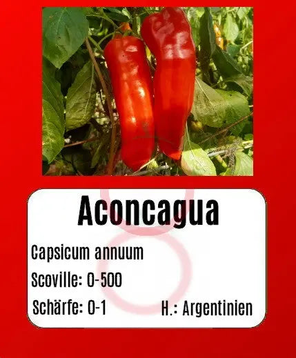 Aconcagua DER TOMATENFLÜSTERER