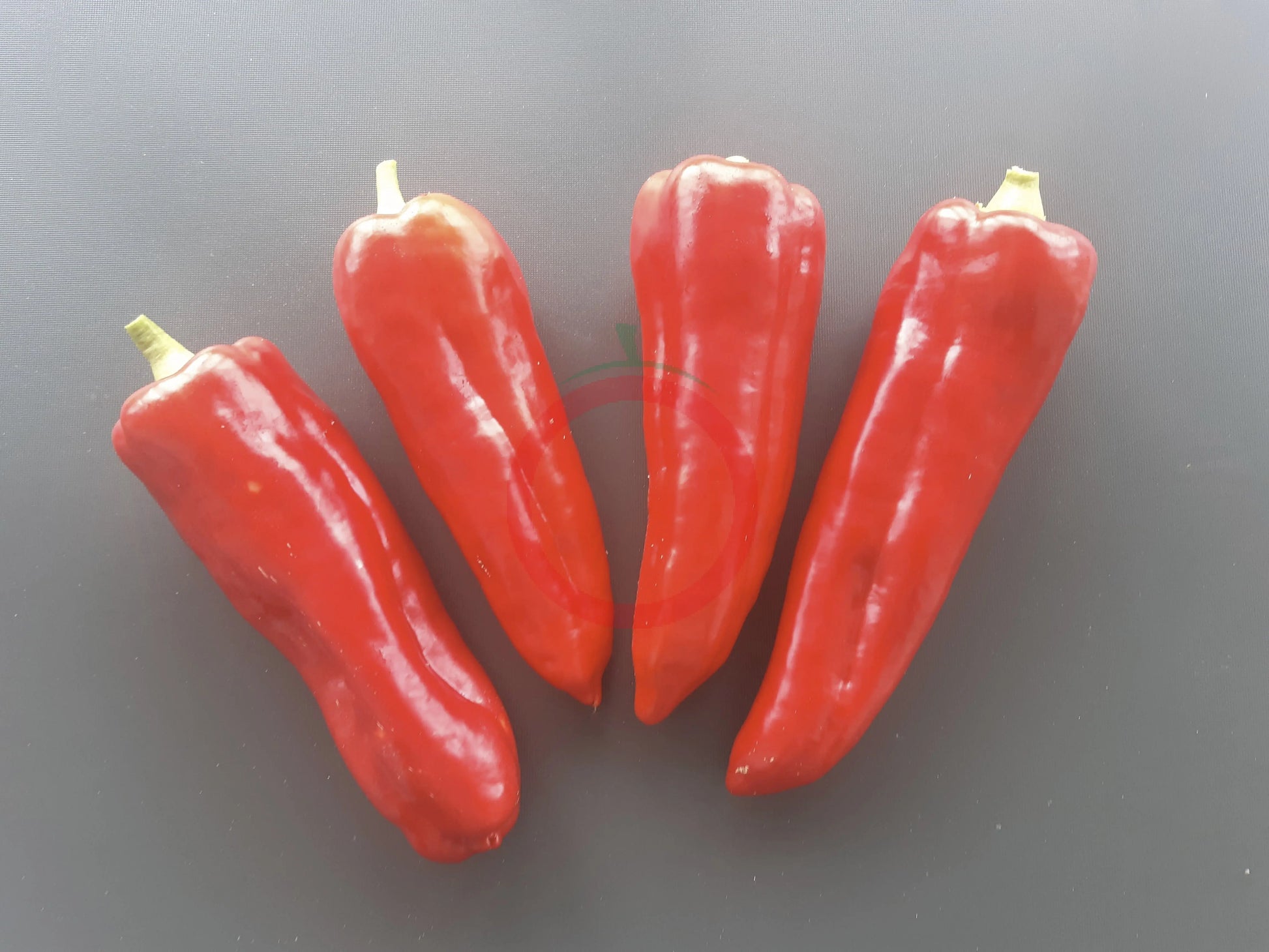 Aconcagua DER TOMATENFLÜSTERER