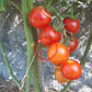 Afrat DER TOMATENFLÜSTERER