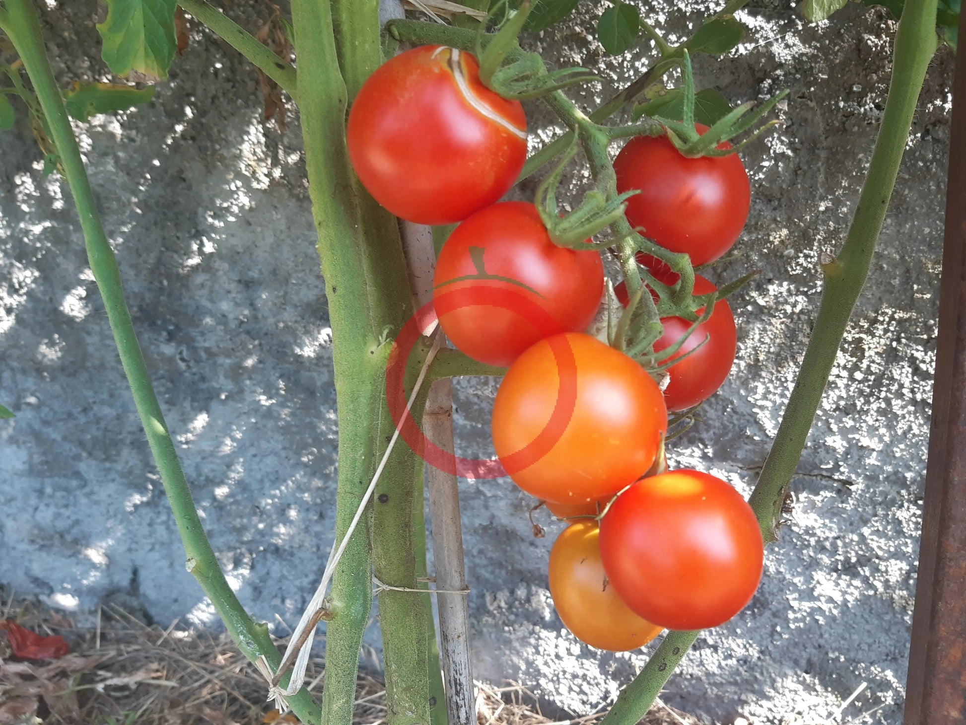 Afrat DER TOMATENFLÜSTERER