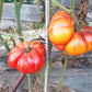 Afternoon Delight DER TOMATENFLÜSTERER