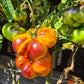 Afternoon Delight DER TOMATENFLÜSTERER
