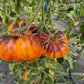 Afternoon Delight DER TOMATENFLÜSTERER