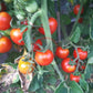Ailsa Craig DER TOMATENFLÜSTERER