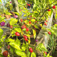 Aji Ayuyo DER TOMATENFLÜSTERER