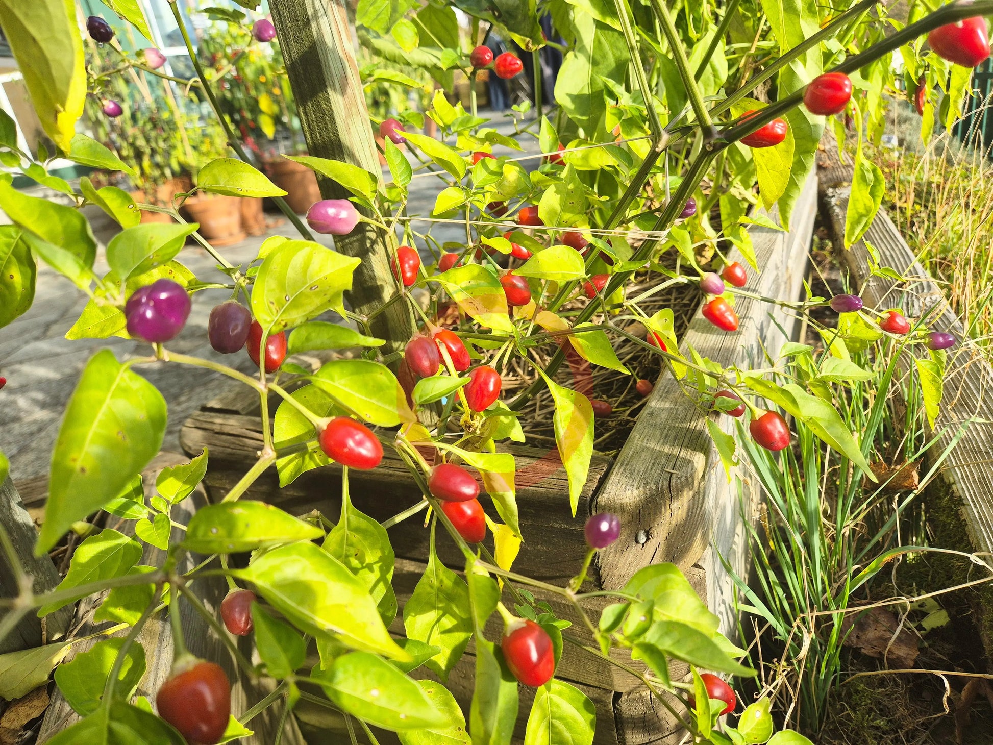 Aji Ayuyo DER TOMATENFLÜSTERER